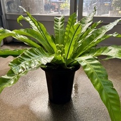 オオタニワタリ 8号鉢　⭐︎予定者決まりました⭐︎の画像