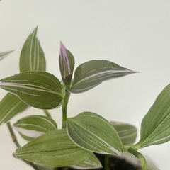 観葉植物　トラディスカンティア   ラベンダー　②の画像