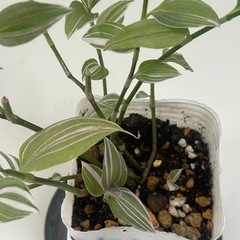 観葉植物　トラディスカンティア   ラベンダー　②の画像