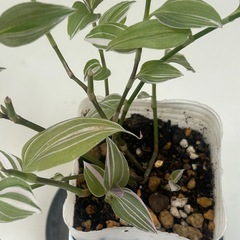 観葉植物　トラディスカンティア   ラベンダー　②の画像