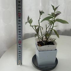 観葉植物　トラディスカンティア   ラベンダー　②の画像