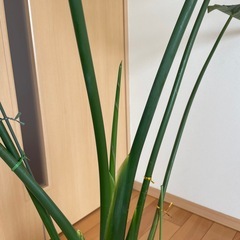 観葉植物オーガスタ（お届け可能な地域あり）の画像