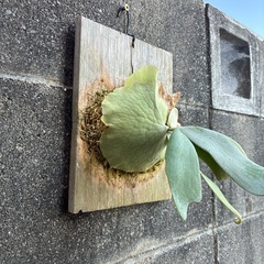 ビカクシダ　ウィリンキーの画像