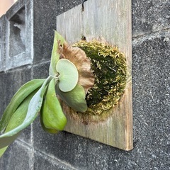 ビカクシダ　ウィリンキーの画像