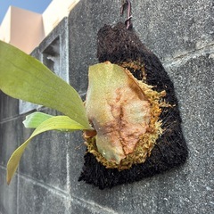 ビカクシダ　ヒリー雷神の画像