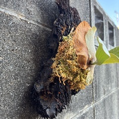 ビカクシダ　ヒリー雷神の画像