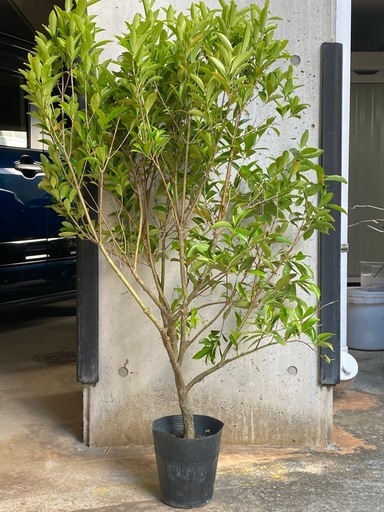 【熱帯果樹】セレージャ（Malpighia emarginata）