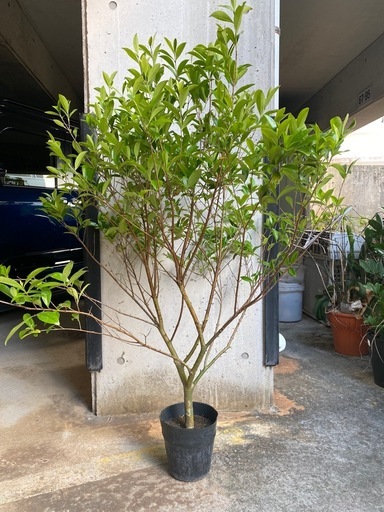 【熱帯果樹】セレージャ（Malpighia emarginata）