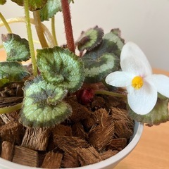 レックスベゴニア　エスカルゴの画像