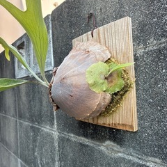 ビカクシダ　マウントルイスの画像