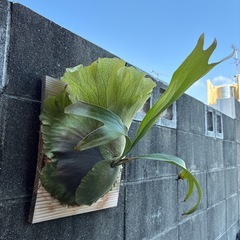 ビカクシダ　マウントルイス親株の画像