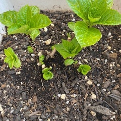 黒軸紫陽花の画像