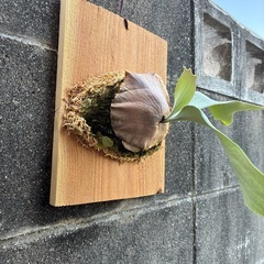 ビカクシダ　E-1の画像