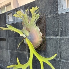 ビカクシダ　ピューチャンヘゴ仕立ての画像