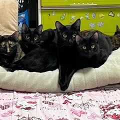 引越しの為飼えなくなる為大切に育ててくれる方よろしくお願い…