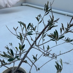 オリーブの木　鉢付きの画像