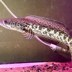 バイオレットスネークヘッドの画像