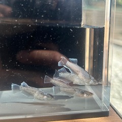 メダカ（真•ギャツビー）オススメのオス3メス5（決まりました）の画像