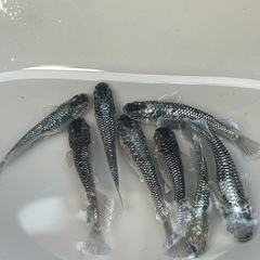 メダカ（真•ギャツビー）オススメのオス3メス5（決まりました）の画像