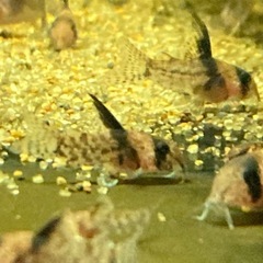 コリドラス　コルレアの画像