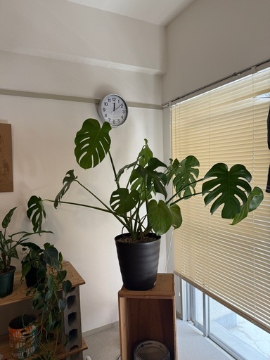 観葉植物色々まとめて