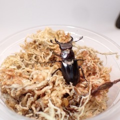 ミクラミヤマクワガタ(御蔵島産)♂♂♂♀4匹の画像