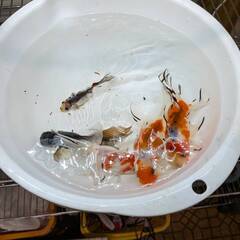 鈴木東錦　4匹set+サービス　ラストの画像