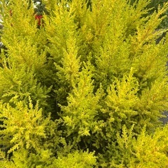 コニファー　ウィルマの画像