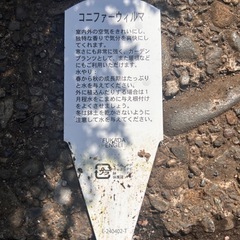 コニファー　ウィルマの画像