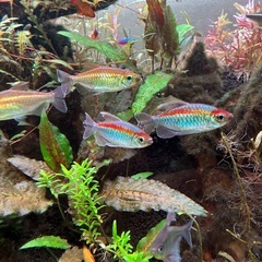 
コンゴテトラ 10匹 オスメス混合 発色良好 水槽リセットの画像