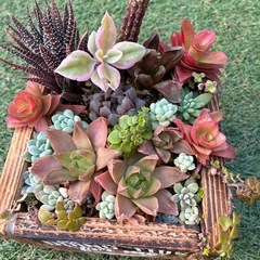 ハンドメイドと多肉のセットの画像