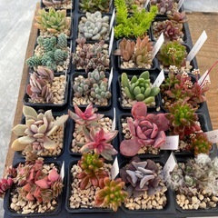 元気な多肉①の画像