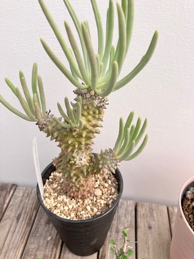 レア品種　塊根植物　サボテン