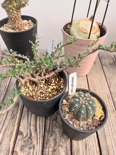 レア品種　塊根植物　サボテン