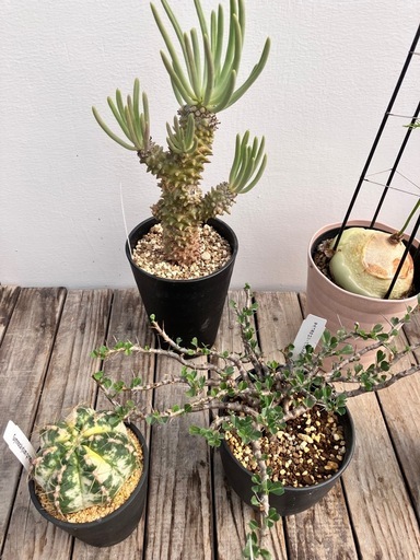 レア品種　塊根植物　サボテン