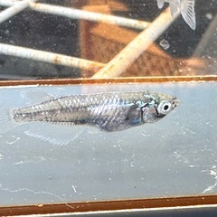 メダカ D-blue🐉 2ペアの画像