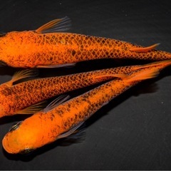 メダカ　紅薊　　ペアの画像