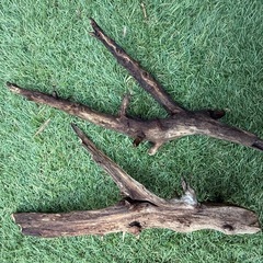 厳選　流木 2点　アクアリウム テラリウム 爬虫類 熱帯魚　淡水水槽　レイアウト エアプランツ オブジェ　インテリア　唯一無二の画像