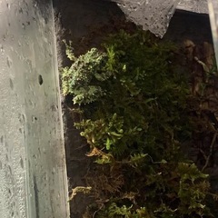 【美個体】ベトナムコケガエルの画像