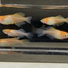 決まりました🔴稚魚～幼魚10匹 ハイビスカス めだか 人気のメダカ ヒカリ体型 可愛い メダカ の画像