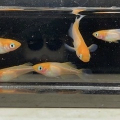 決まりました🔴稚魚～幼魚10匹 ハイビスカス めだか 人気のメダカ ヒカリ体型 可愛い メダカ の画像