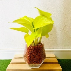 ポトス　ライム　観葉植物　ハイドロカルチャー　セラミス　六角鉢の画像