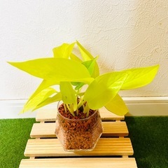 ポトス　ライム　観葉植物　ハイドロカルチャー　セラミス　六角鉢の画像