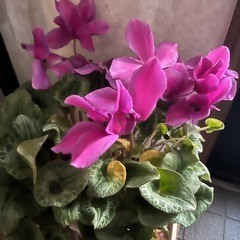 シクラメンの画像