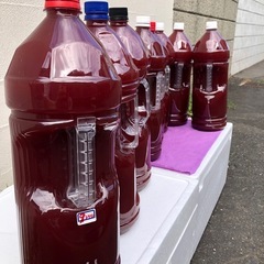 💐春〜🅿️Ｓ🅱️取引中）超.高濃度.最強液体バクテリア.メダカ.ぐんぐん‼︎の画像