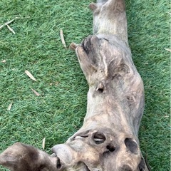 厳選　流木 大きめ　大型　アクアリウム テラリウム 爬虫類 熱帯魚　淡水水槽　レイアウト エアプランツ オブジェ　インテリア　唯一無二の画像