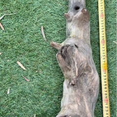 厳選　流木 大きめ　大型　アクアリウム テラリウム 爬虫類 熱帯魚　淡水水槽　レイアウト エアプランツ オブジェ　インテリア　唯一無二の画像
