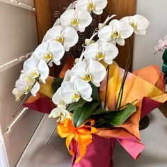 胡蝶蘭 コチョウラン 3本立ち 白の画像