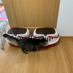 【中古】ペットキャリーの画像