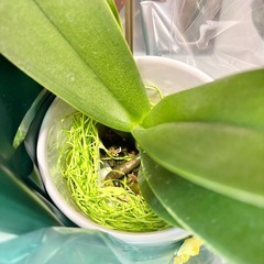 胡蝶蘭 コチョウラン 2本立ち ピンクの画像